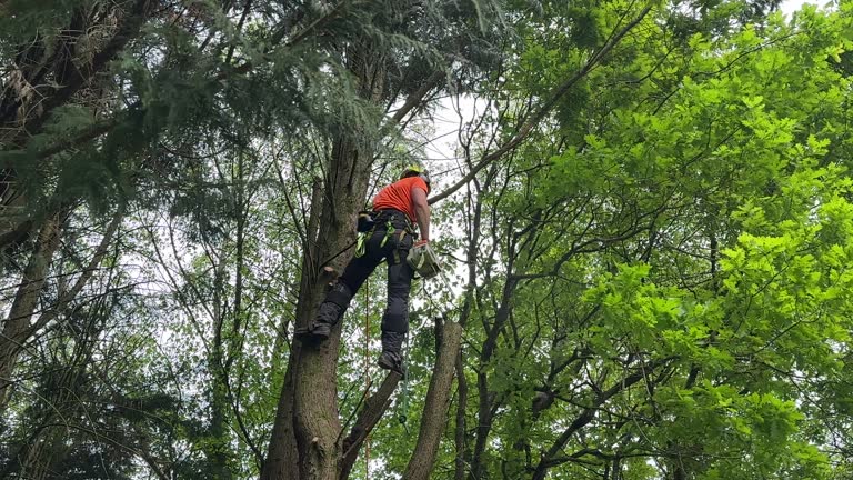 Why Choose Our Tree Removal Services in Velva, ND?